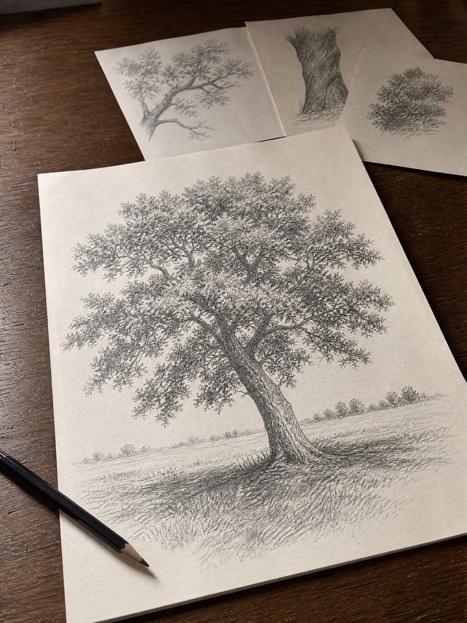 A pencil drawing of a single oak tree in an open field, with smaller branch studies beside it